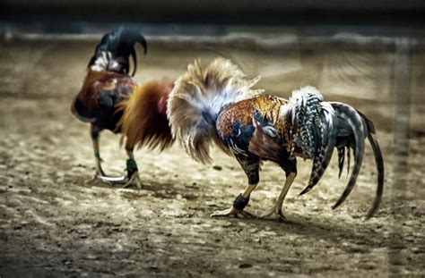 How To Win in Cockfighting (Offline and Online).